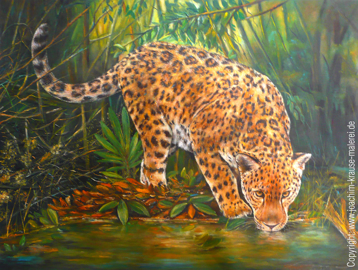 Leopard an der Tränke